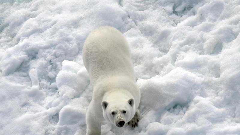 Ein Eisbär im Nordpolarmeer auf einer Eisscholle. Ein Eisbär im Nordpolarmeer auf einer Eisscholle.