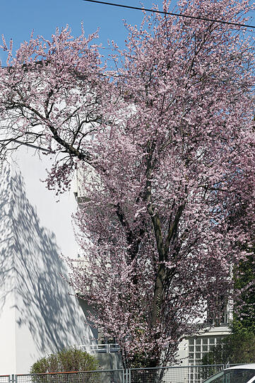 Kurzes Frühlingsglück: Die Blüte ist immer viel zu schnell vorbei.