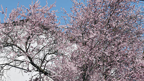 Kurzes Frühlingsglück: Die Blüte ist immer viel zu schnell vorbei.