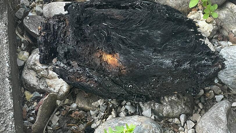 Das Taubenküken wurde wohl in Brand gesteckt, als es noch lebte.