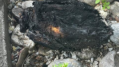 Das Taubenküken wurde wohl in Brand gesteckt, als es noch lebte.