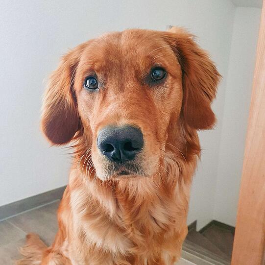Barney
