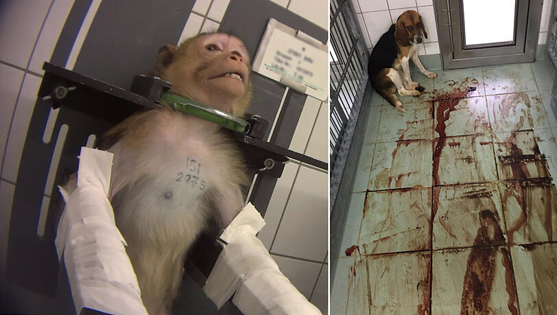 Bild aus der Undercover-Recherche: gefesselte Affen und blutende Hunde im LPT. Bild aus der Undercover-Recherche: gefesselte Affen und blutende Hunde im LPT.