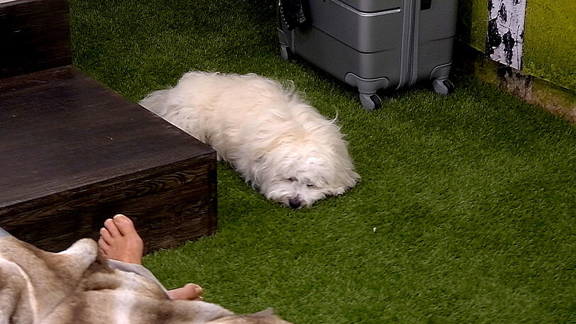 Marijke Amados Hund "Jottem" macht's wie The Hoff: Einfach alles wegpennen.