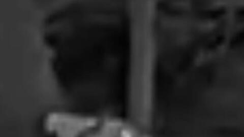 Die Schwarz-Wei&szlig;-Aufnahmen des J&auml;gers zeigen die vermeintliche Gro&szlig;katze.