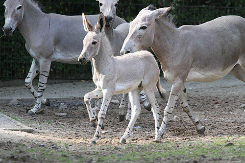 Nachwuchs bei den seltenen Somali-Wildesel: Junghengst Sabu trabt mit Mutter Sissi munter durch das Tiergarten-Gehege.