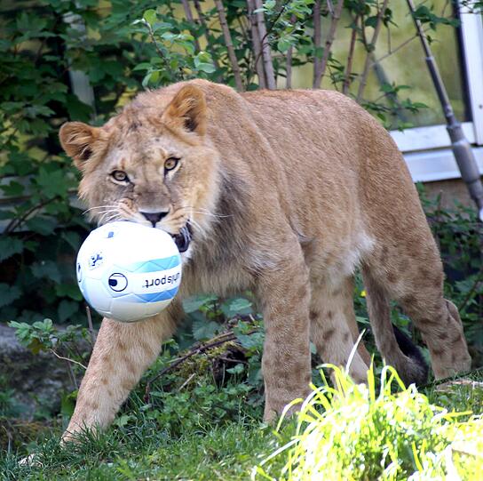 Benny und Max - nach zwei 1860-Torjägern sind die zwei Löwenjungen in Hellabrunn vom Paten TSV benannt worden. Die AZ hat die Neu-Löwen im Zoo besucht. Die Fotos sehen Sie in der Bilderstrecke.