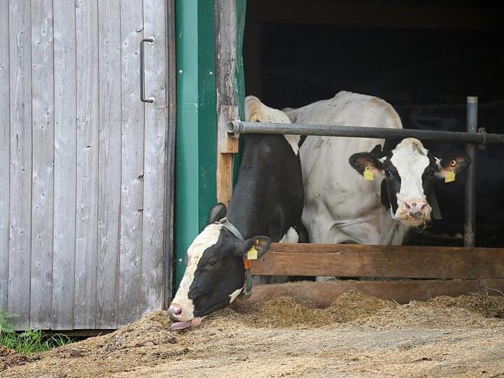 Kühe stehen in einem landwirtschaftlichen Großbetrieb in einem Stall. Foto: Karl-Josef Hildenbrand/Archivbild
