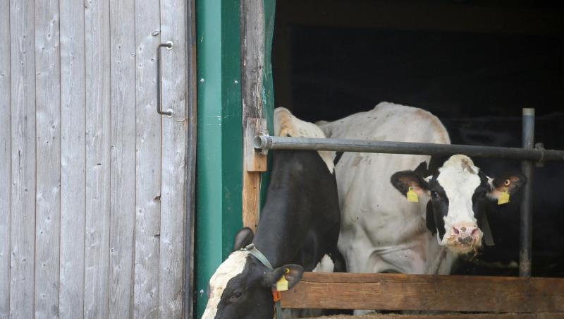 Kühe stehen in einem landwirtschaftlichen Großbetrieb in einem Stall. Foto: Karl-Josef Hildenbrand/Archivbild Kühe stehen in einem landwirtschaftlichen Großbetrieb in einem Stall. Foto: Karl-Josef Hildenbrand/Archivbild