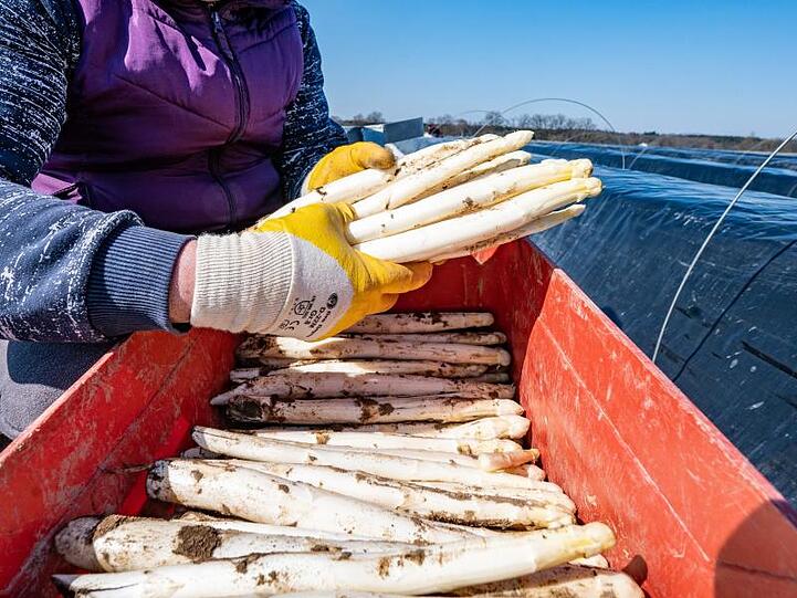 Frisch gestochener Spargel wird in eine Kiste gelegt. Foto: Armin Weigel/dpa/Archivbild/Symbolbild