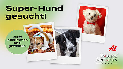Mit Teilnehmer Hunden