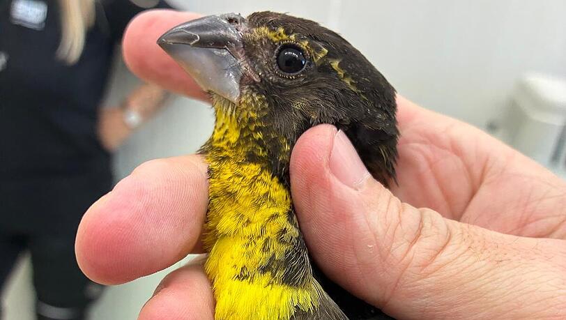 Die Zollbeamten stellten sieben in drei Pappschachteln verpackte Singvögel sicher.