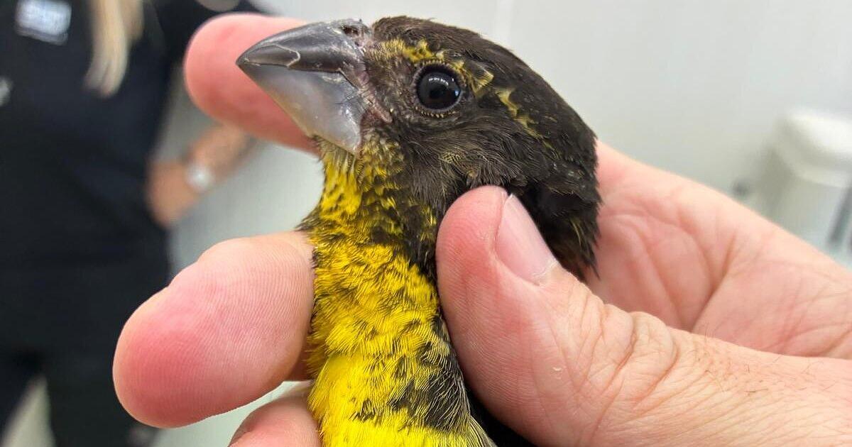 Sieben-Singv-gel-geschmuggelt-Frau-am-M-nchner-Flughafen-erwischt