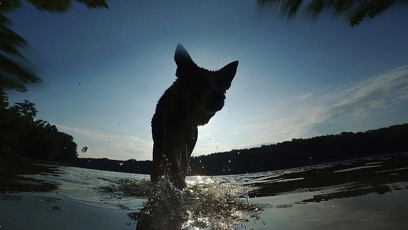"Eine Freigabe der Badegewässer für das Baden von Hunden in dieser Zeit würde Wasservögel nachhaltig stören. Dies gilt insbesondere dann, wenn die aufgescheuchten Vögel in ein benachbartes Gewässer ausweichen und dort erneut gestört werden", heißt es beim Referat für Stadtplanung und Bauordnung. "Eine Freigabe der Badegewässer für das Baden von Hunden in dieser Zeit würde Wasservögel nachhaltig stören. Dies gilt insbesondere dann, wenn die aufgescheuchten Vögel in ein benachbartes Gewässer ausweichen und dort erneut gestört werden", heißt es beim Referat für Stadtplanung und Bauordnung.