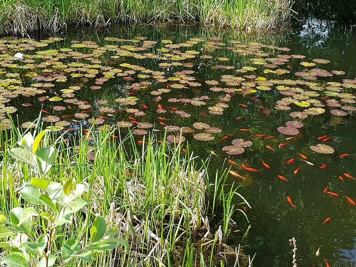 Seerosen, hohes Schilf ums Ufer herum - und viele schillernde Goldfische: So sieht es am "Monet-Teich" in Obermenzing den ganzen Sommer über aus.