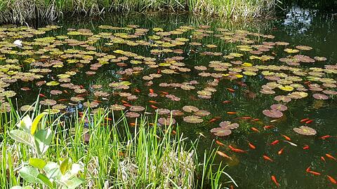Seerosen, hohes Schilf ums Ufer herum - und viele schillernde Goldfische: So sieht es am "Monet-Teich" in Obermenzing den ganzen Sommer über aus.