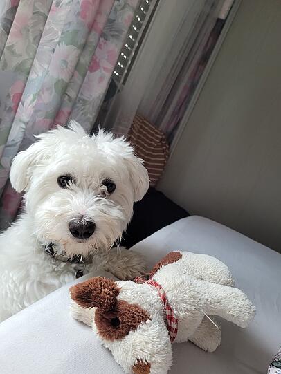 Chicco