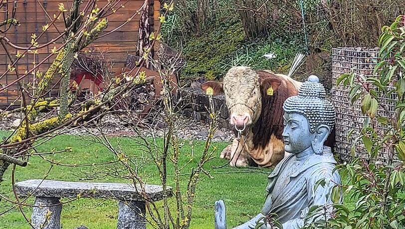 Der ausgebüxte Jungbulle machte es sich im Garten eines Einfamilienhauses bequem. Der ausgebüxte Jungbulle machte es sich im Garten eines Einfamilienhauses bequem.