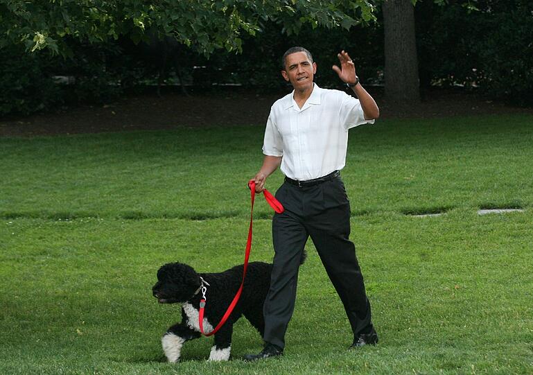 Der Hund der First Family Obama löste einen regelrechten Hype aus, als er zum ersten Mal im heimeligen Garten des Weißen Haus medienträchtig vorgestellt worden ist. Seitdem ist dieser Hund Trend und für alle, die keine Lust auf ein lebendiges Exemplar haben, eben auch als Stofftier zu haben.