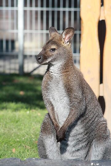 Wurde im Internet zum Kauf angeboten: Tierheim-Känguru "Jack".
