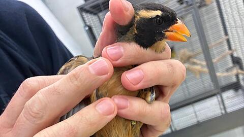 Insgesamt wurden sieben Singvögel im Gepäck der Reisenden entdeckt.