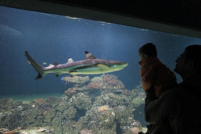 Die Haie Else und Kurt sind umgezogen und schwimmen jetzt in einer faszinierenden Unterwasserwelt im Tierpark Hellabrunn