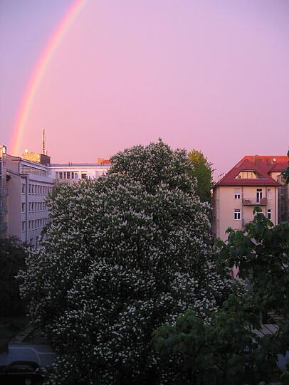 Ein wunderschöner Baum, den es wohl bald nicht mehr gibt, mit Regenbogen im Hintergund.