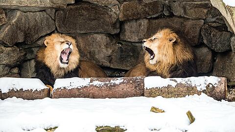 Warten auf Besucher: Die Löwen im Tierpark Hellabrunn.