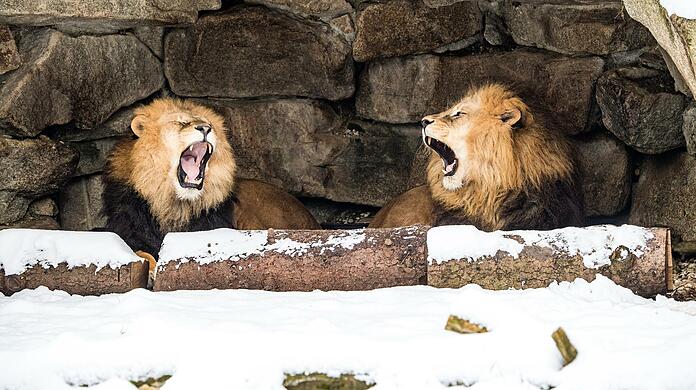 Warten auf Besucher: Die Löwen im Tierpark Hellabrunn.