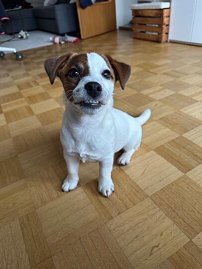 Mango hat echte freue wenn ich nach Hause komme, das Schwanzwedeln, die leuchtenden Augen, ein kleines Tänzchen vor lauter Begeisterung.