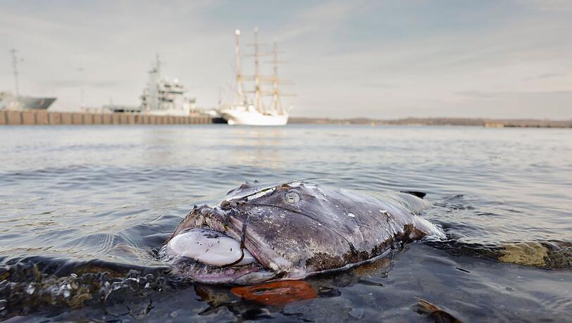 Nicht in seinem natürlichen Habitat: Ein toter Seeteufel liegt am Ufer in der Nähe des Segelschulschiffs "Gorch Fock".