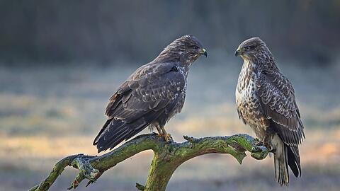 Ein Mäusebussard-Paar: Die Greifvögel sind in der EU streng geschützt.