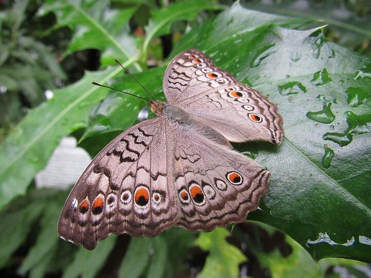 Tropische Schmetterlinge flattern jedes Jahr im Winter im Botanischen garten umher.