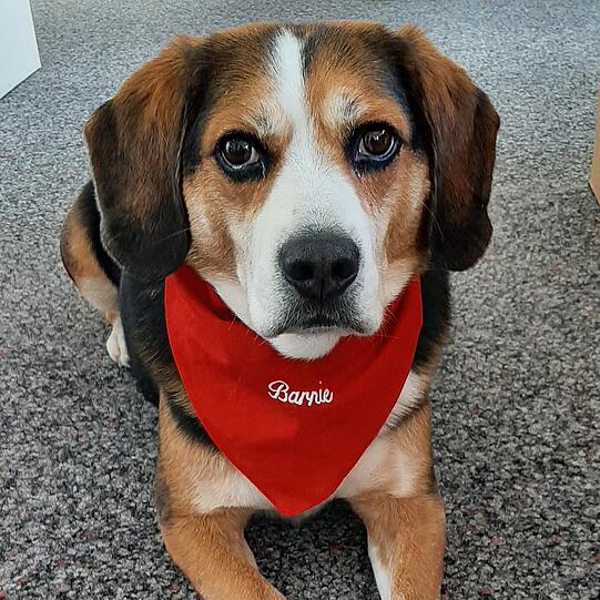 Barnie