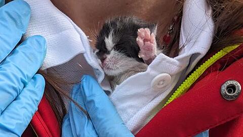 Eines der Katzenbabys kuschelt unter der warmen Jacke einer der Helferinnen.