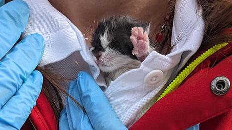 Eines der Katzenbabys kuschelt unter der warmen Jacke einer der Helferinnen.