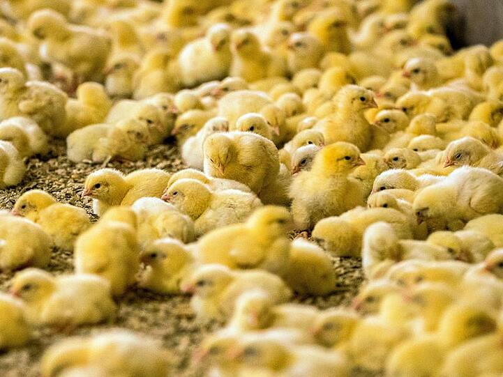 Jedes Jahr werden dem Bundesagrarministerium zufolge rund 45 Millionen männliche Küken, Bruderküken genannt, getötet.