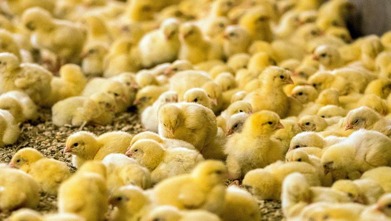Jedes Jahr werden dem Bundesagrarministerium zufolge rund 45 Millionen männliche Küken, Bruderküken genannt, getötet. Jedes Jahr werden dem Bundesagrarministerium zufolge rund 45 Millionen männliche Küken, Bruderküken genannt, getötet.