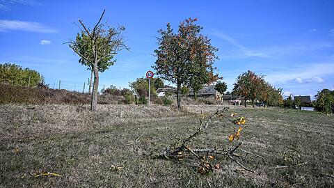 Vor dem Absturz hatte es einen Baum gestreift.