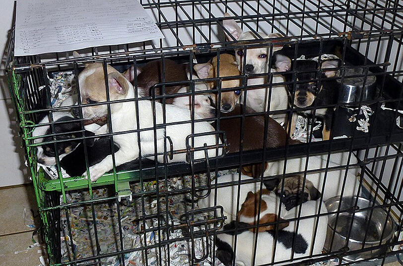 Große Erleichterung bei Tierschützern: Die Schmuggelwelpen dürfen in Bayern bleiben.
