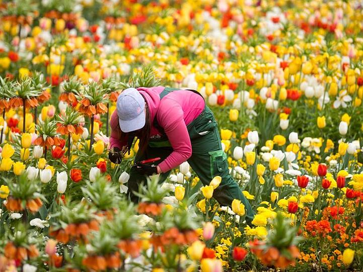 Trotz einer durch die Hitze im Sommer zurückgegangenen Nachfrage nach Schnittblumen konnte die grüne Branche ihren Umsatz im vergangenen Jahr um rund 0,5 Prozent auf 8,7 Milliarden Euro steigern.