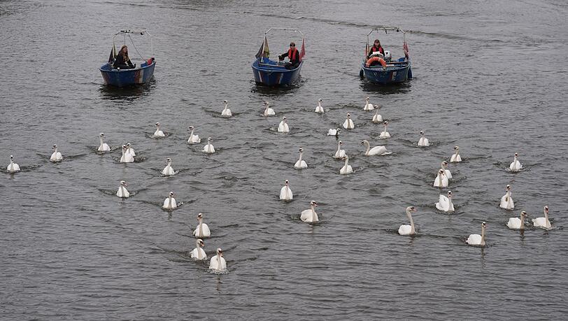 In diesem Jahr begleiteten die Boote rund 50 von insgesamt rund 90 Schwänen.