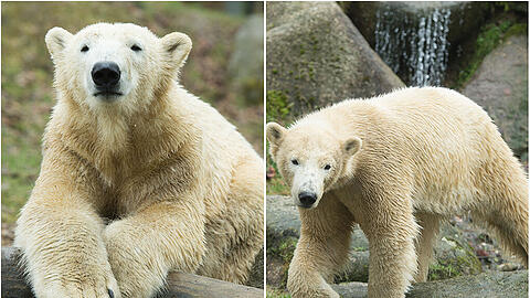 Zwei Jahre lang waren die Eisbären-Zwillinge der Publikumsmagnet im Tierpark. Im Februar verlassen die beiden aber den Zoo.