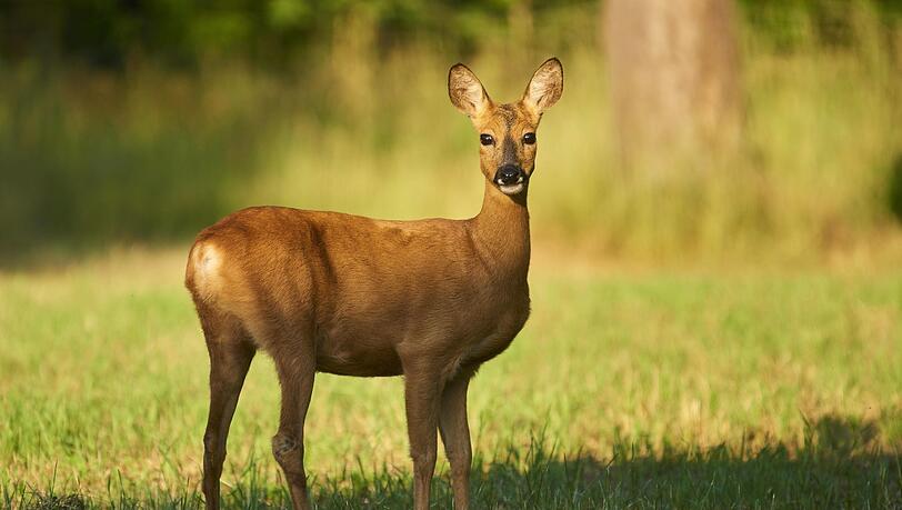 Spätestens seit "Bambi" hat das Reh einenfesten Platz in der Filmgeschichte. Auchkulturgeschichtlich sind die Tiere interessant.