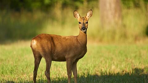 Spätestens seit "Bambi" hat das Reh einenfesten Platz in der Filmgeschichte. Auchkulturgeschichtlich sind die Tiere interessant.