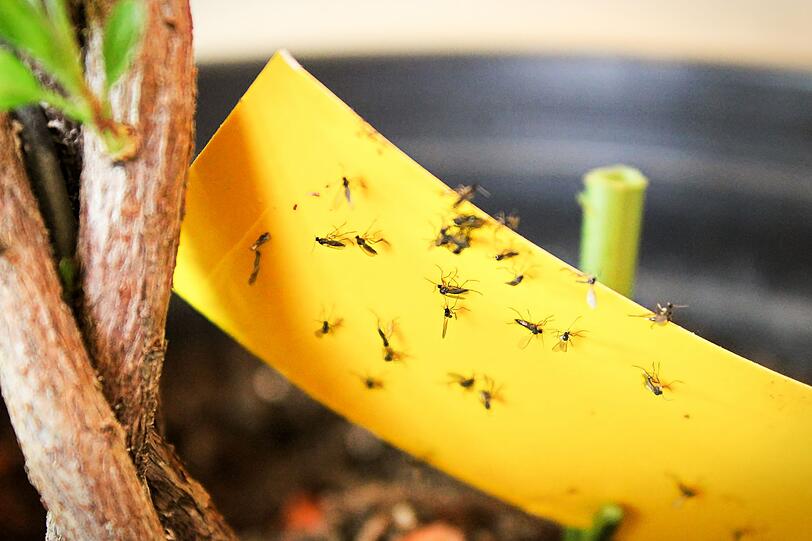 Eine wirksame Methode gegen Trauerm&uuml;cken sind Gelbsticker und Gelbtafeln aus dem Gartenfachhandel.