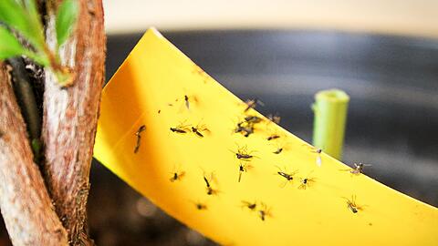 Eine wirksame Methode gegen Trauerm&uuml;cken sind Gelbsticker und Gelbtafeln aus dem Gartenfachhandel.