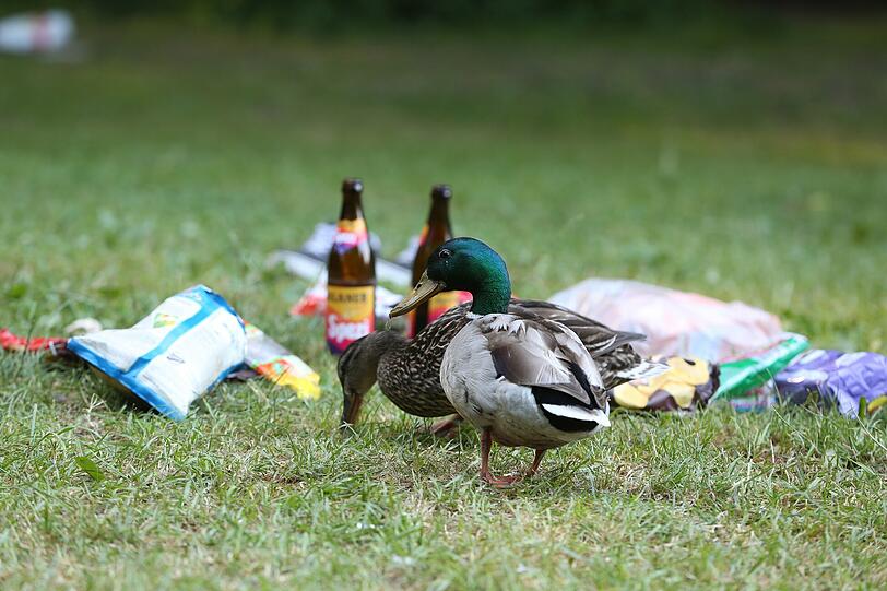Eine Ente mit ihrem Spezl vor zwei Flaschen Spezi.