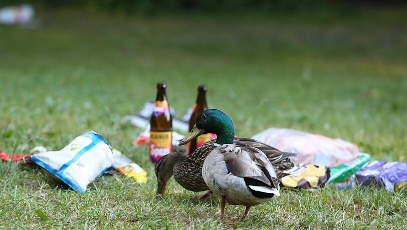 Eine Ente mit ihrem Spezl vor zwei Flaschen Spezi.
