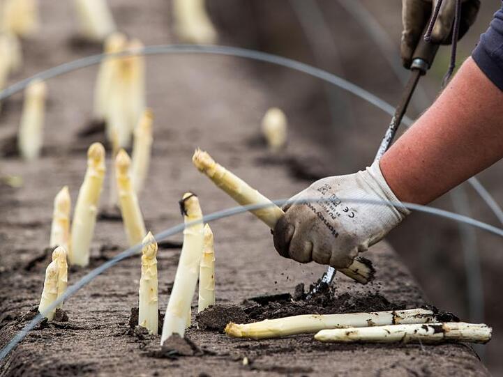Helfer ernten Spargel auf einem Feld. Foto: Jens Büttner/Archivbild